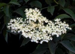 Elderflower - Celebration