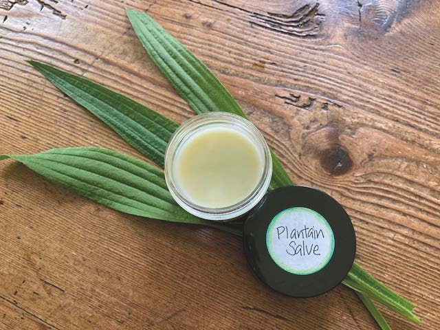 Wild Craft of the Month - Plantain Balm